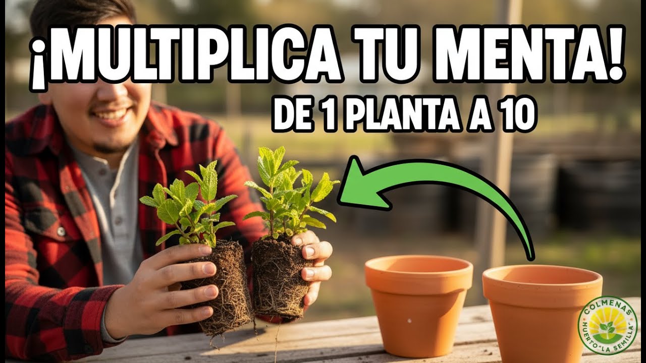 ¡Haz crecer muchas plantas de menta desde una sola!