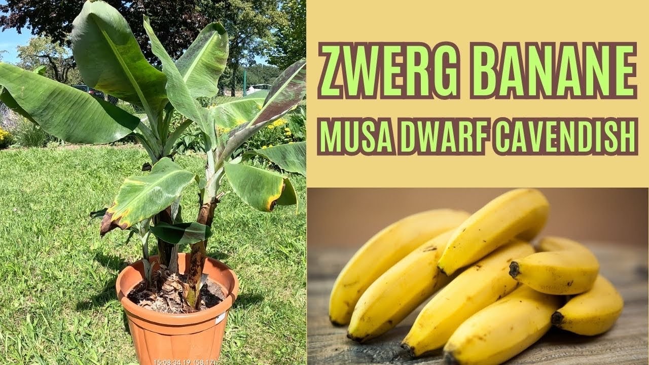 Die Zwerg - Ess Banane 🍌 für Zuhause ! Musa dwarf Cavendish