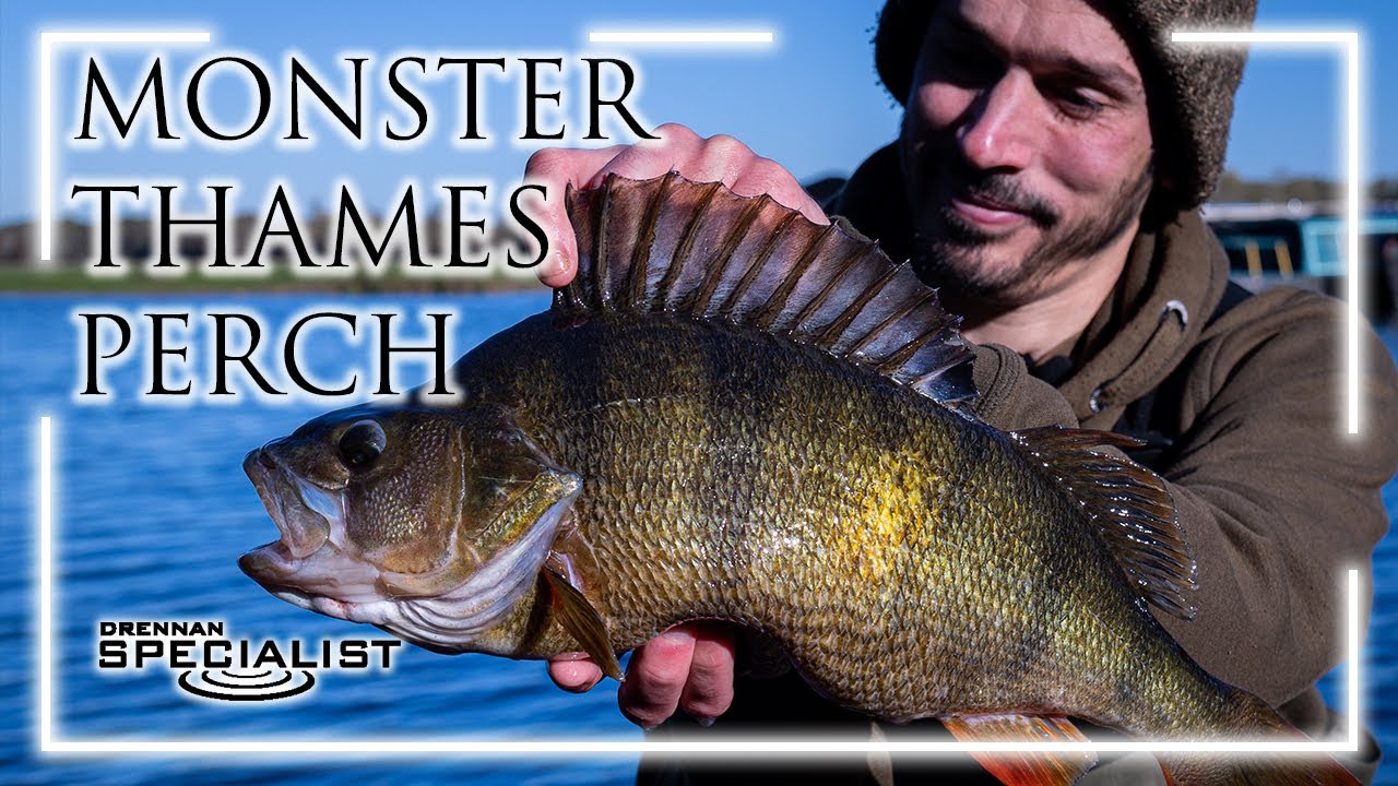 Monster Thames Perch | Daniel Woolcott | Perch Fishing