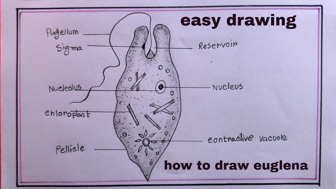 drawing euglena/how to draw euglena easy step by step