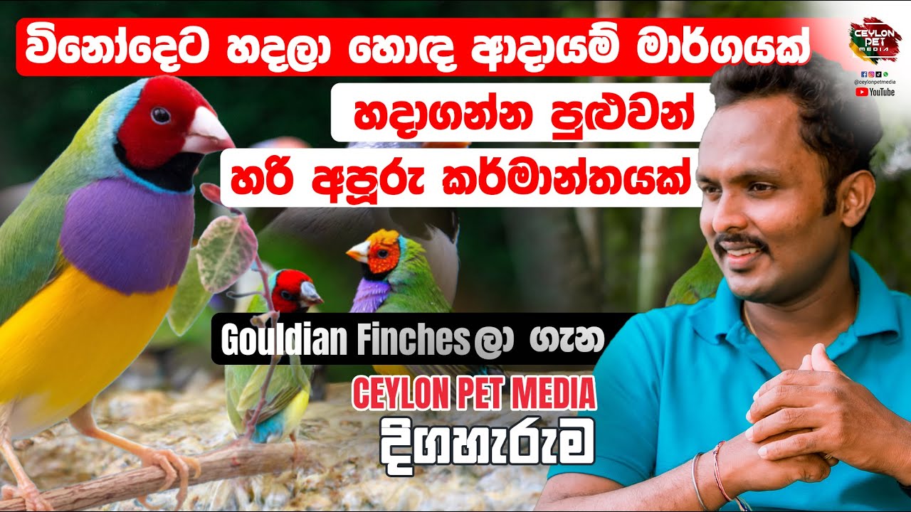 පාට පාට Gouldian finch | අමතර අදායම් මාර්ගයක් හදාගන්න | Gouldian Sinhala Review | Ceylon Pet Media