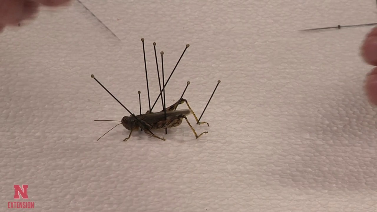 How to Pin a Grasshopper
