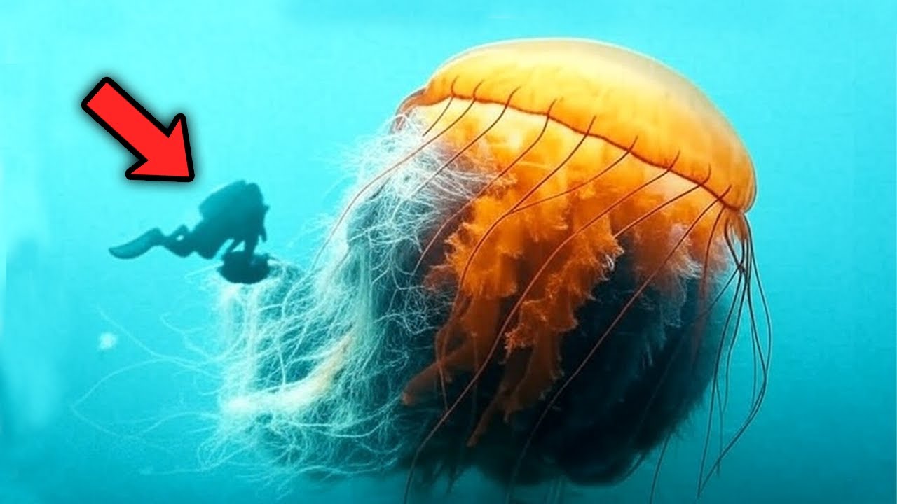 Top 10 Giant Sea Creatures You Won’t Believe Exist