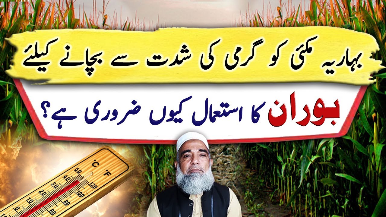 Role of Boron in Maize Production during High Temperature || Crop Reformer