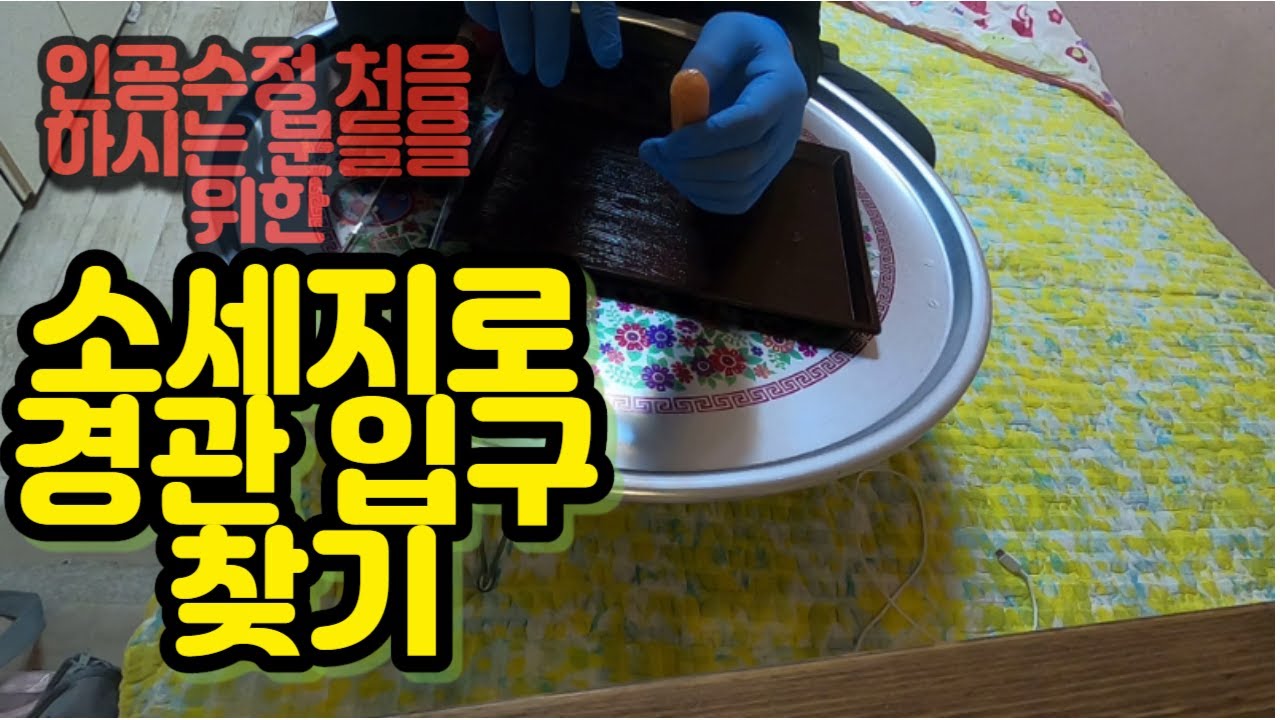 [한우수정사]소세지로 소 경관 입구찾기