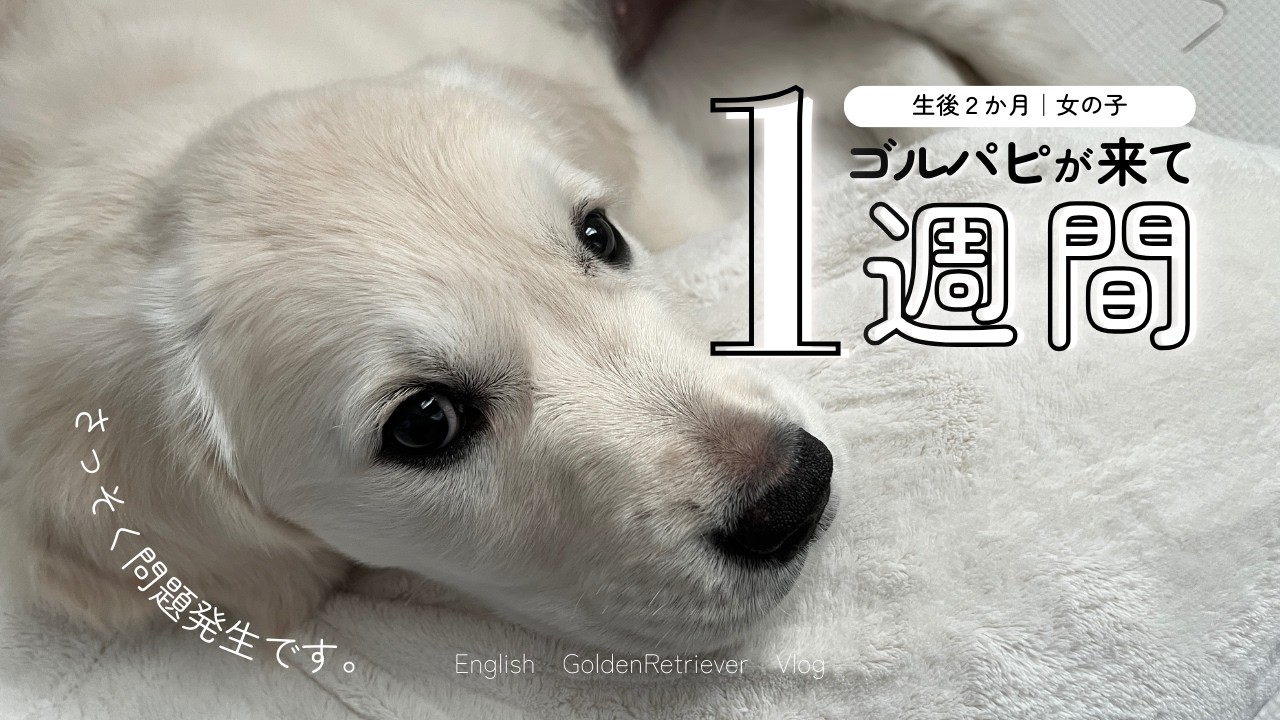 ゴルパピが来て最初の1週間｜最速？お里帰り