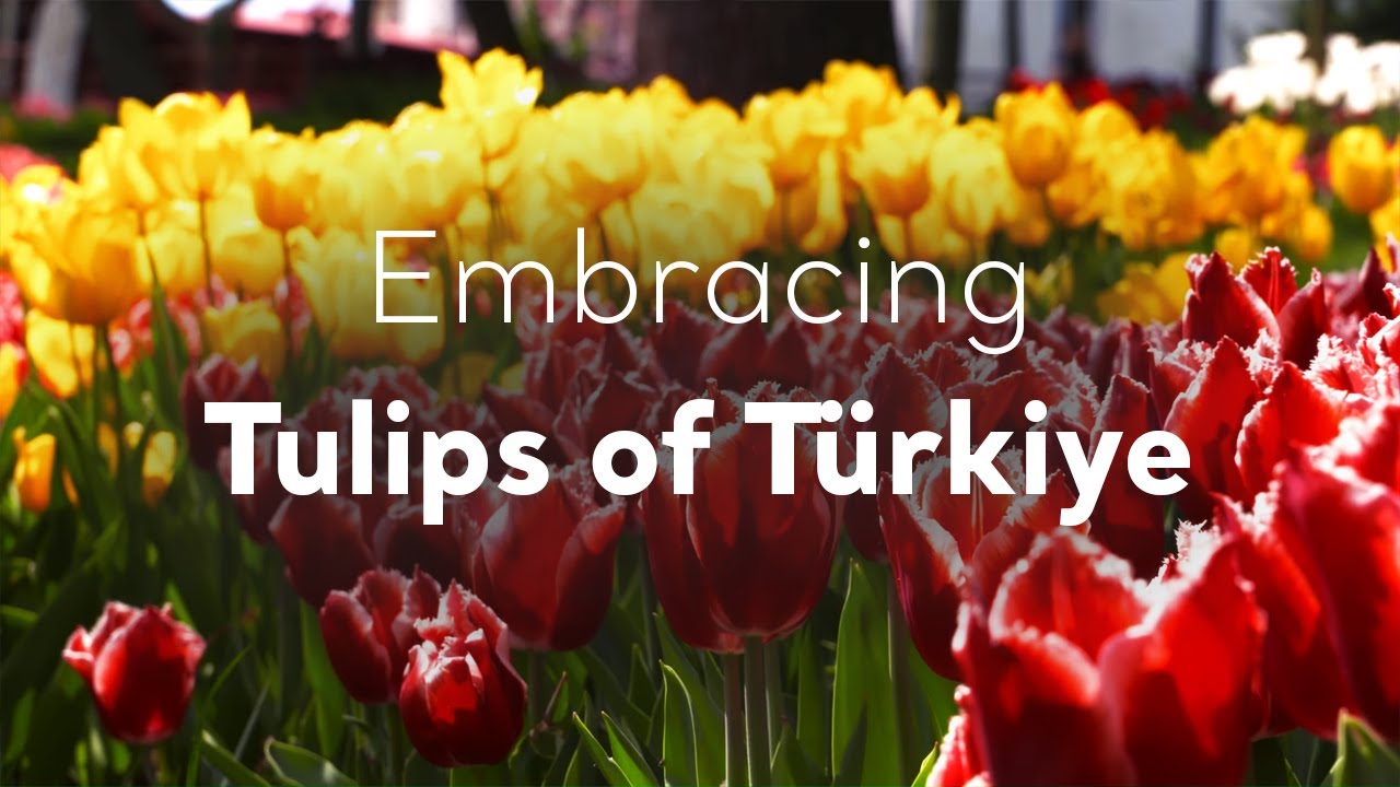 Embracing Tulips of Türkiye | Go Türkiye