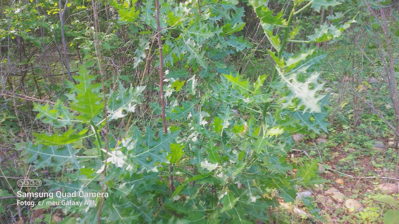 Uma Planta que indica ouro no local  Conhecido como favela
