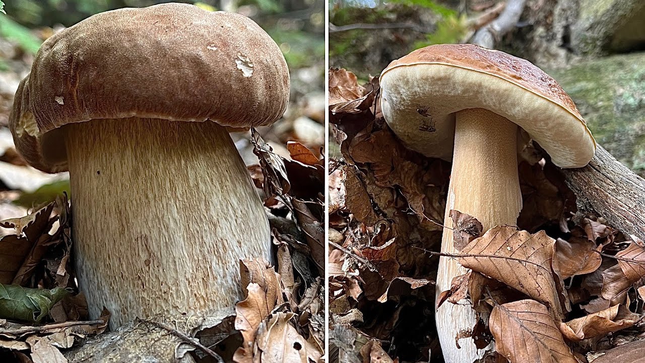 UN POMERIGGIO CON ACCENNI DI MAGIA FUNGINA ➖ PORCINI 2024.
