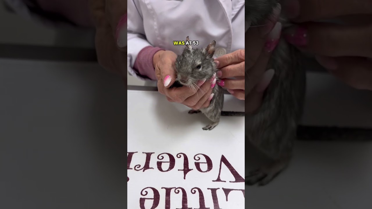 Lethargy & Weight Loss in a Degu
