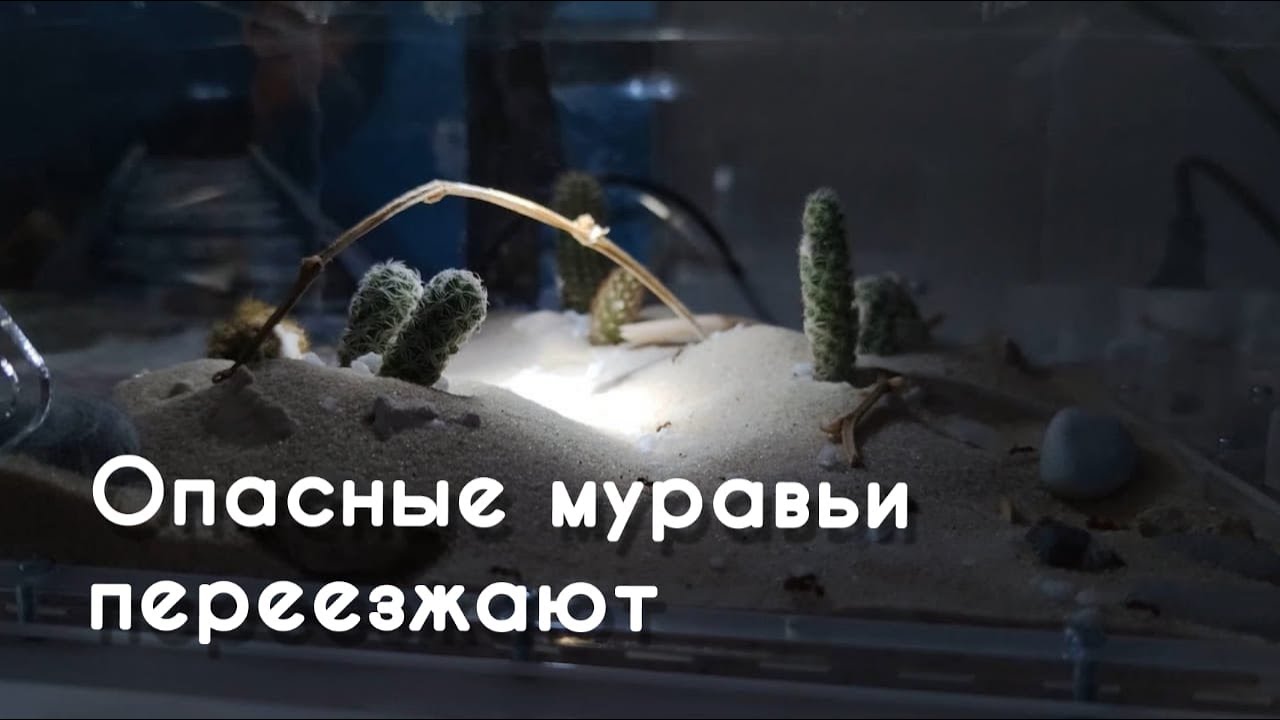 POGONOMYRMEX BARBATUS ПЕРЕЕЗЖАЮТ В ПУСТЫНЮ