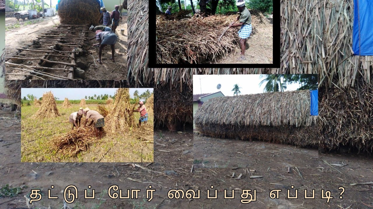 தட்டுப் போர் வைப்பது எப்படி? |Cattle Fodder Storage Techniques |salt preservation