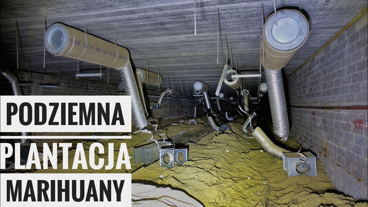 Podziemna Plantacja Marihuany |Urbex #171|