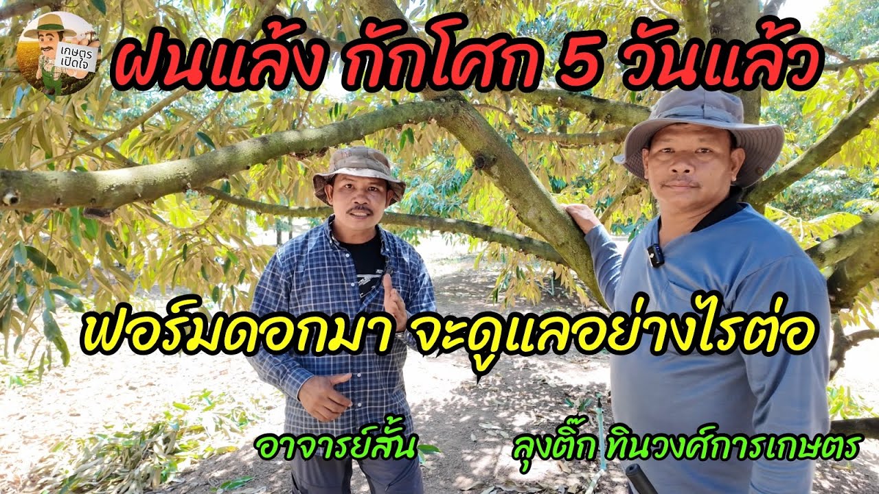 อาหารเต็ม ชนแล้งมา 5 วัน กักโศกจนได้ที่ ดอกมาเต็มแปลง จะขึ้นน้ำ ให้ชุดบำรุงต่ออย่างไรดี