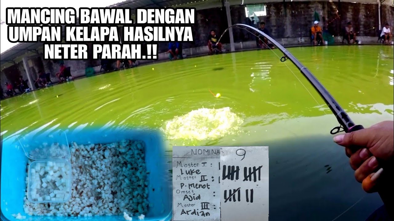 Kelapa Umpan Galatama Bawal Yang Cukup Ampuh Untuk Mancing Di Siang Hari