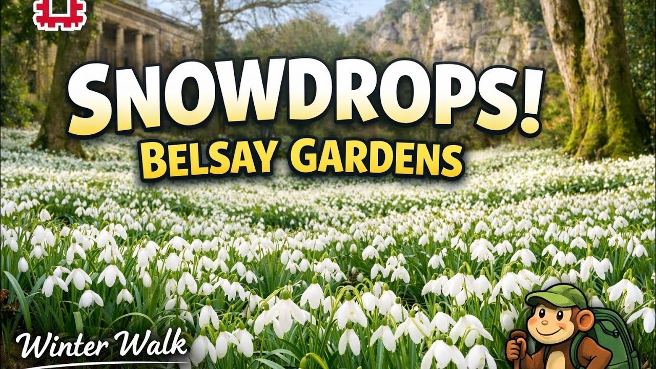 Thousands of Snowdrops at Belsay Gardens | Winter Walk Northumberland