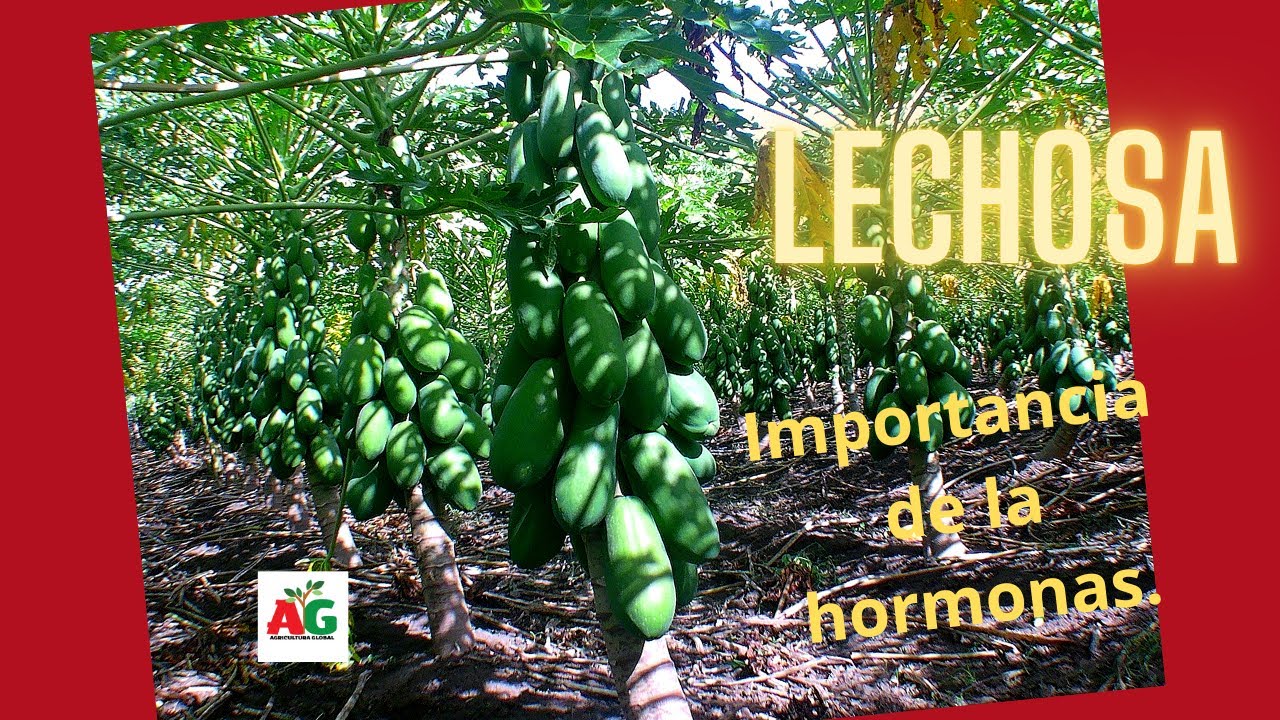 Papaya, importancia del uso de Hormonas.