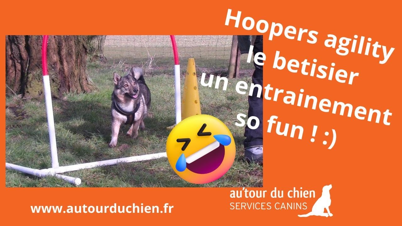 Betisier HOOPERS Agility | un entrainement so fun | rire avec les chiens