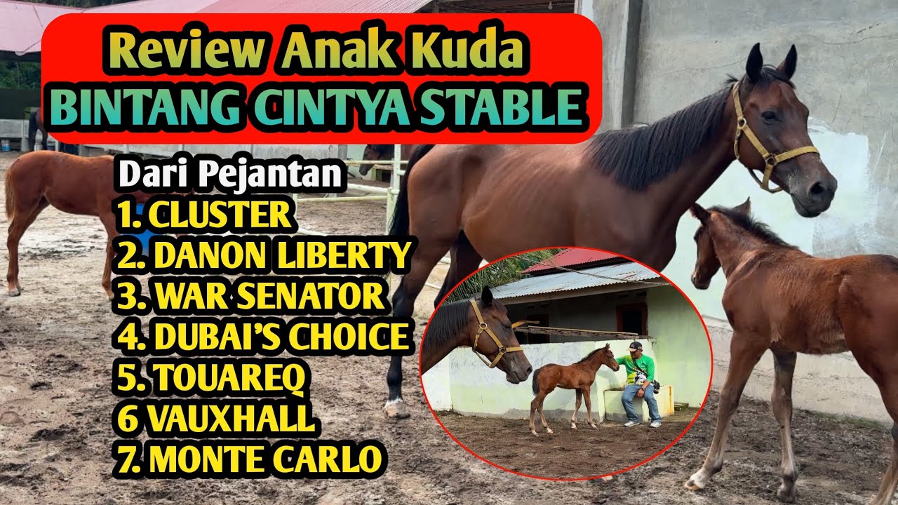 Padang Pariaman BINTANG CINTYA STABLE Semakin Banyak Amunisi Kuda Pacu DARI Keturunan Kuda Hebat