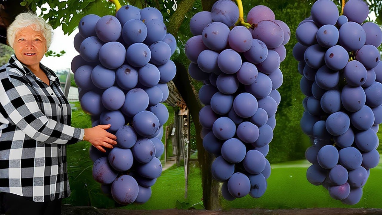 How Grapes Are Harvested & Turned Into Wine — You’ll Never Look at Wine the Same