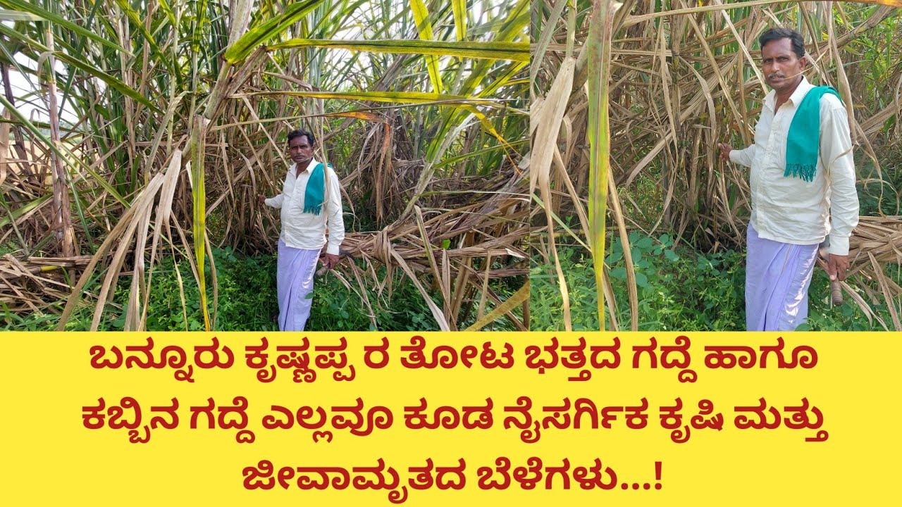 ಜೀವಾಮೃತದಲ್ಲಿ ಕಬ್ಬಿನಗದ್ದೆ ಸಮೃದ್ಧವಾಗಿ ಬರುತ್ತಾ ಕಬ್ಬಿಗೆ ಎಷ್ಟು ಪ್ರಮಾಣದ ನೀರನ್ನು ಇವರು ಹರಿಸುತ್ತಾರೆ...!