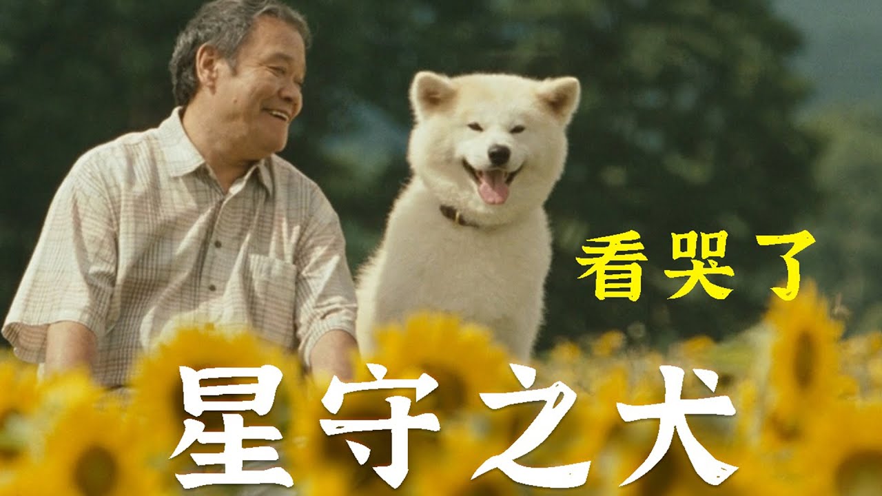 主人慘死，秋田犬每天為他找吃的！日本高分催淚電影《星守之犬》