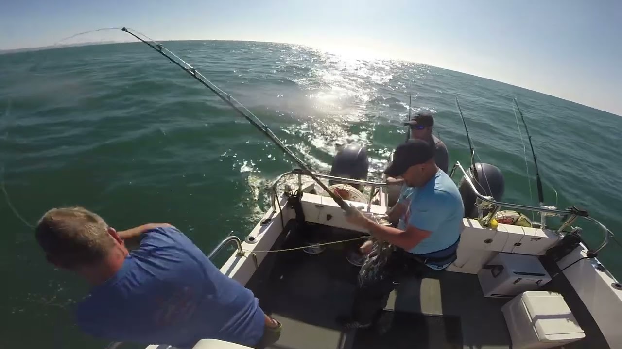 Uk Thresher shark tail slap