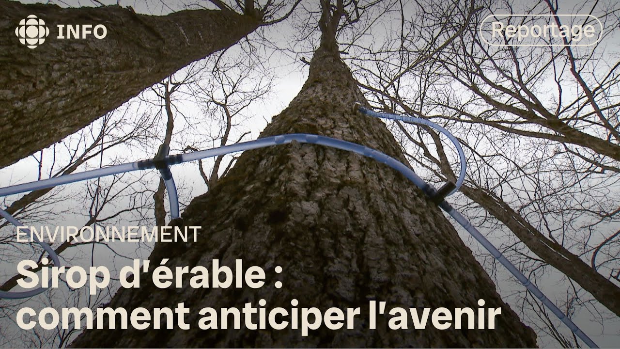 Sirop d&rsquo;&eacute;rable au Qu&eacute;bec : comment anticiper l&rsquo;avenir? | La semaine verte
