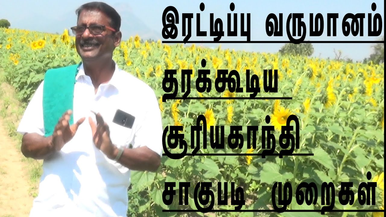 சூரியகாந்தி பயிர் சாகுபடி செய்யபோறிங்களா  இந்த ஒரு வீடியோ போதும்