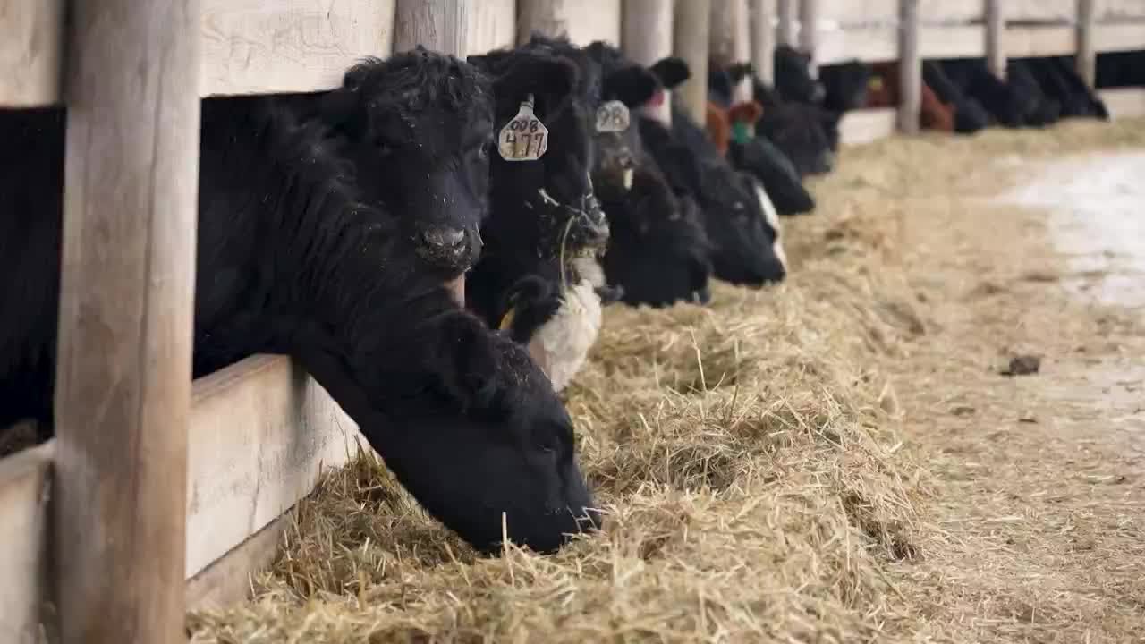 U.S. expands beef imports from Argentina, producers raise concerns over market impacts