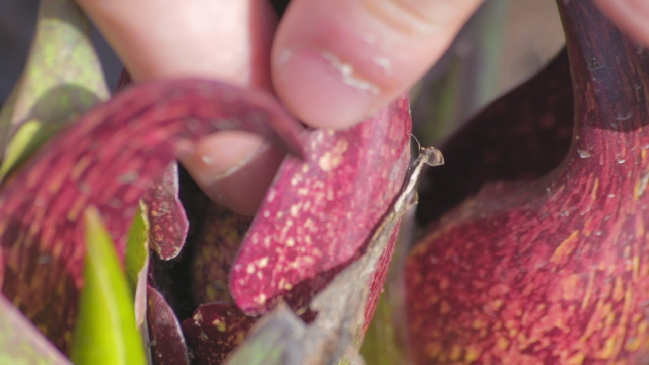 Searching For Skunk Cabbage