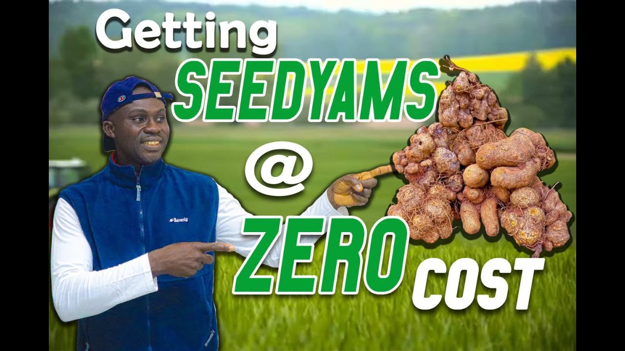Yam-in-Sacks/Heaps: Powerful Seedyams @ NO COST (Start THIS in 2023)