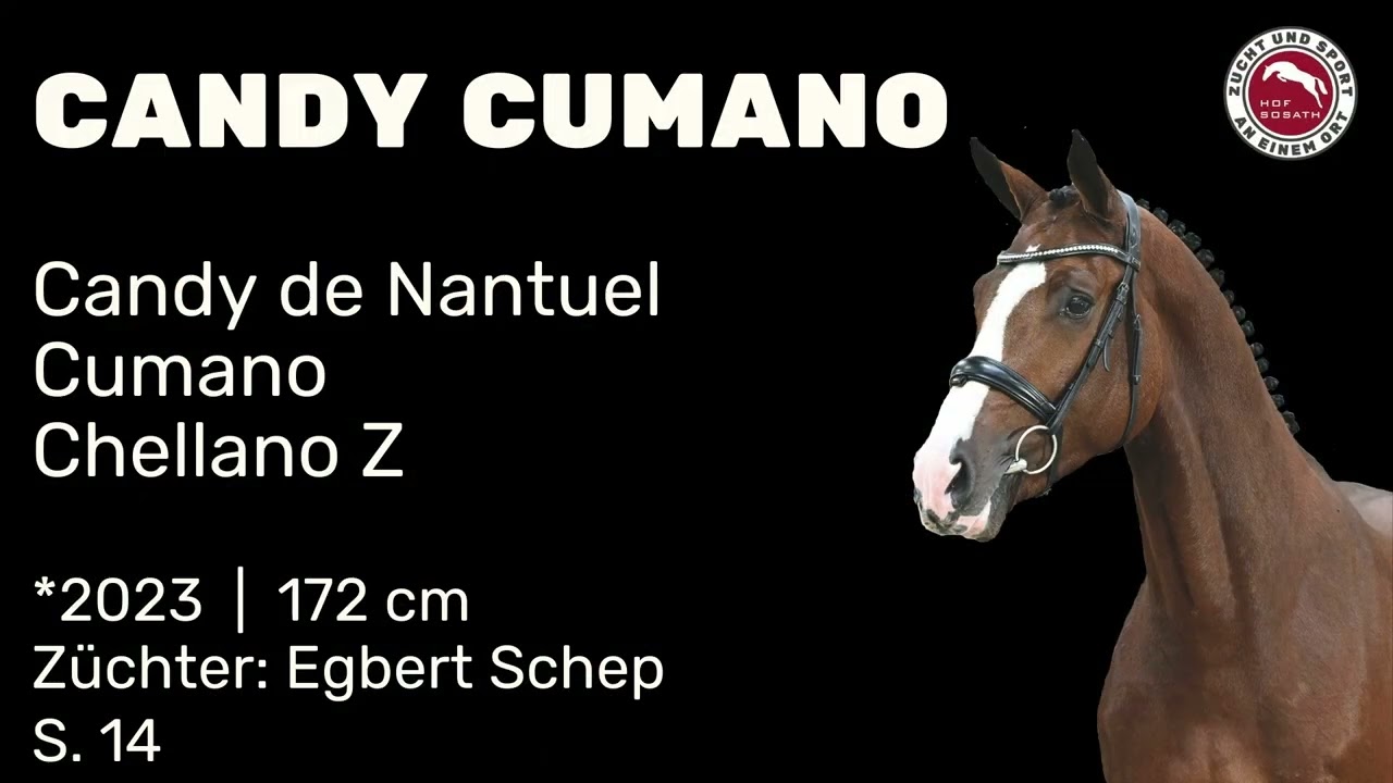 Candy Cumano - Hengstschau 2026