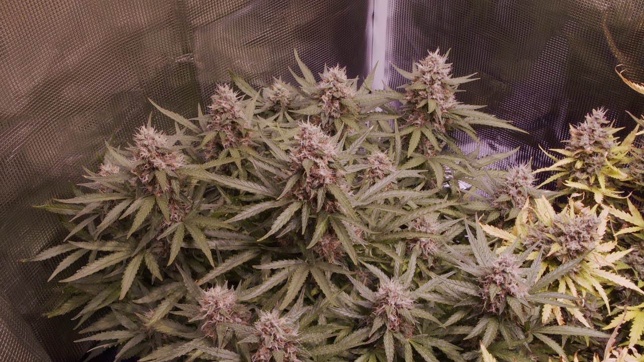 4x2 Auto Flower Grow - Week 11 Grow 1