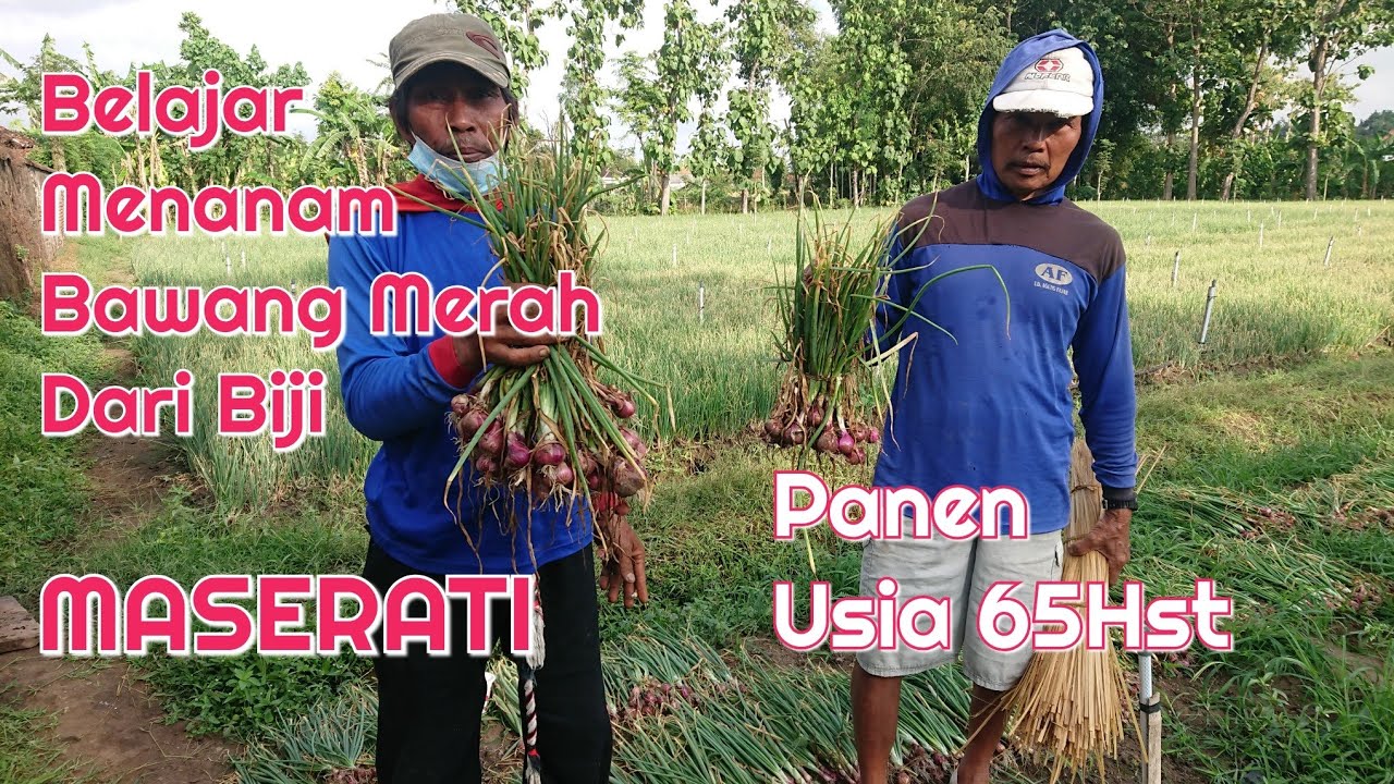 Panen Bawang Merah Asal biji/TSS Varietas MASERATI di Lokasi3