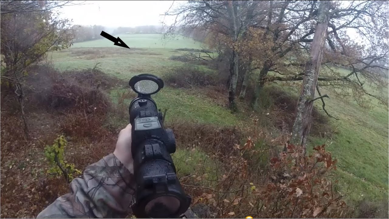 Des Sanglier en Pagaille -Battue aux Sangliers dans l'Allier