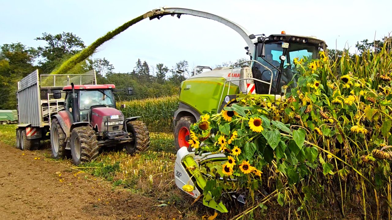 Maissilage 2024 mit Deutz TTV 630 & John Deere 7700 + 6155 R & Case MXU 115 & Jaguar 970 - 12 Reiher
