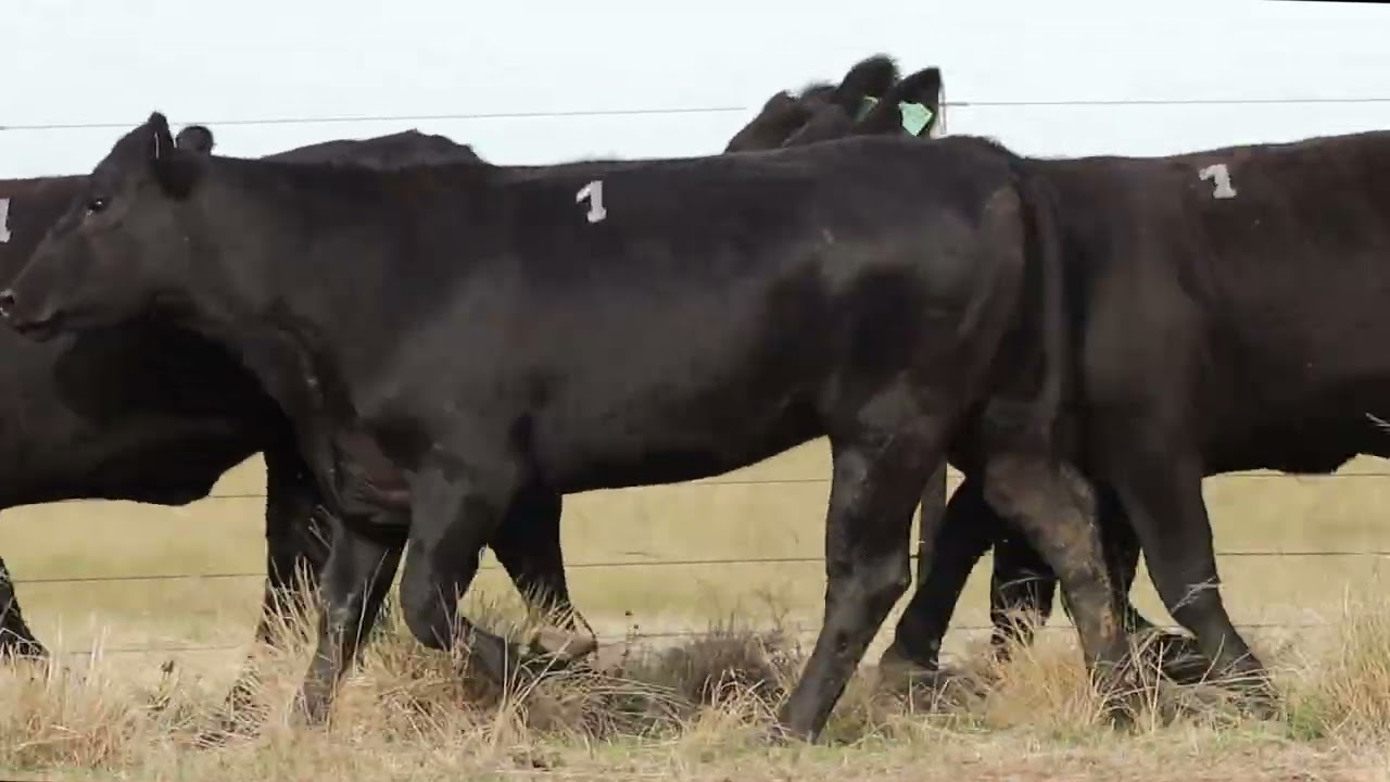 LOTE 1   BRANGUS   VAQUILHONAS PRENHE