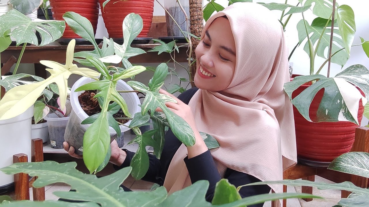 PHILODENDRON FLORIDA BEAUTY, GHOST, SQUAMIFERUM 🥰
