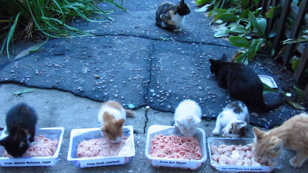 Cats and kittens after the rain on the street eat food