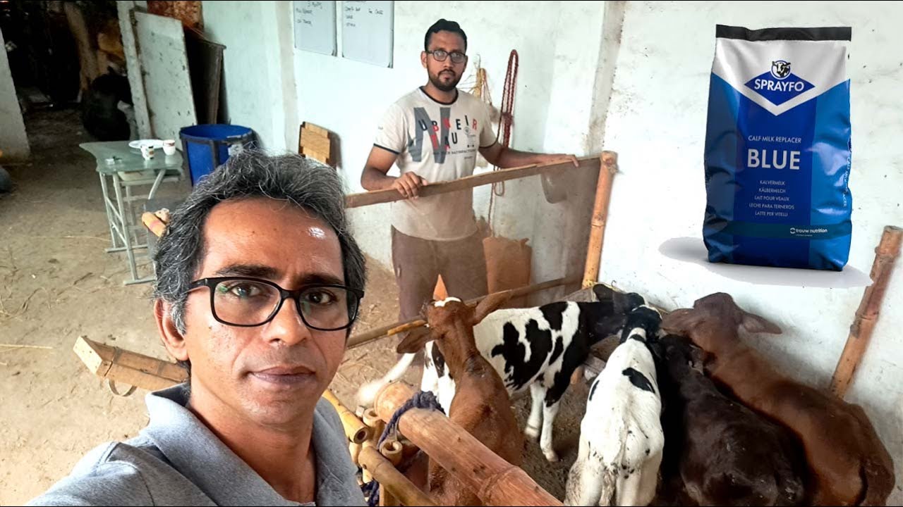 Calf Rearing with Milk Replacer  @DrMuzzammil @PkJanwarMandi @JaniBest @shehrmaindihat