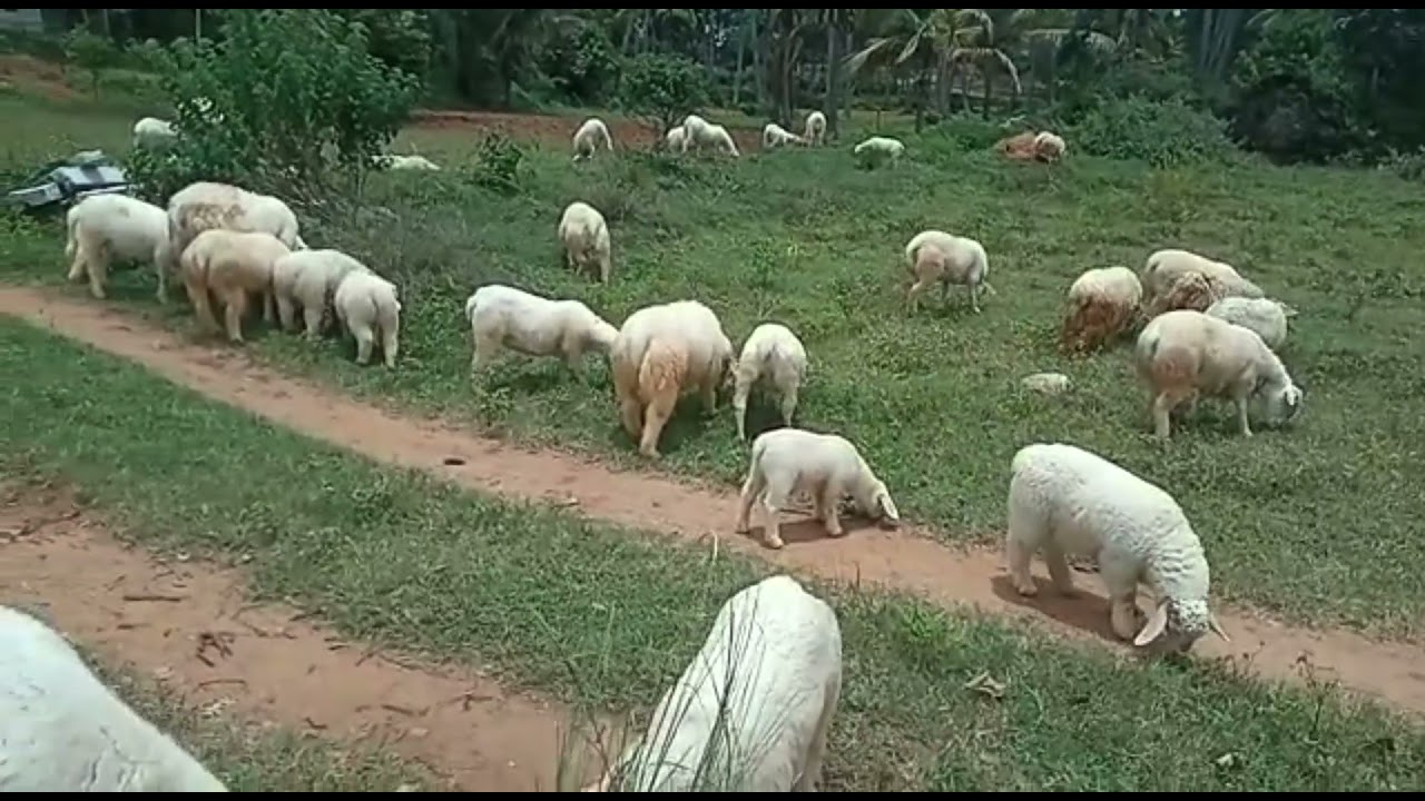 Bannur kurigalu
