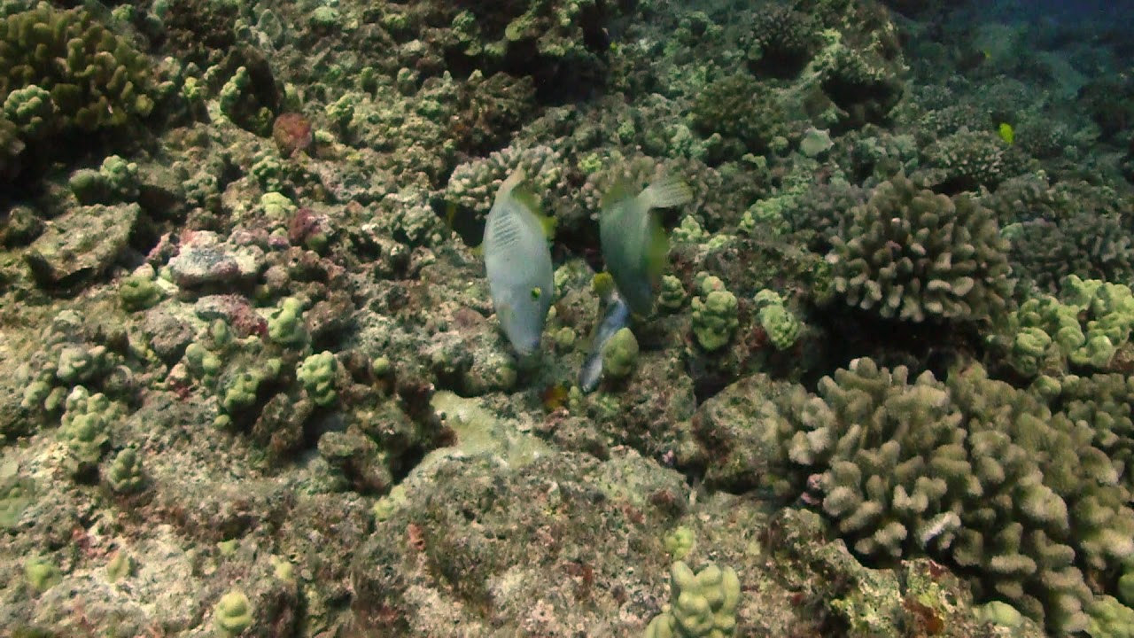 fish to fish CPR HD