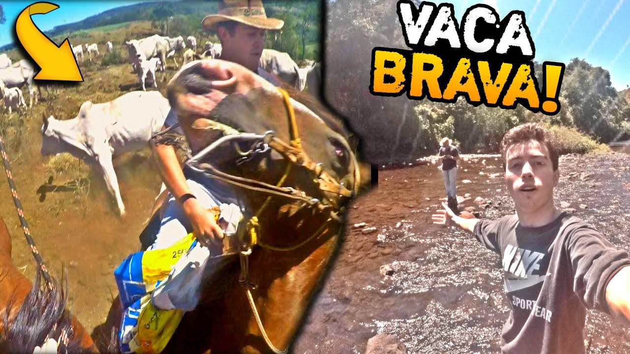GADO BRAVO! ANDEI DE CAVALO E FUI NO RIO NA FAZENDA DE UM AMIGO