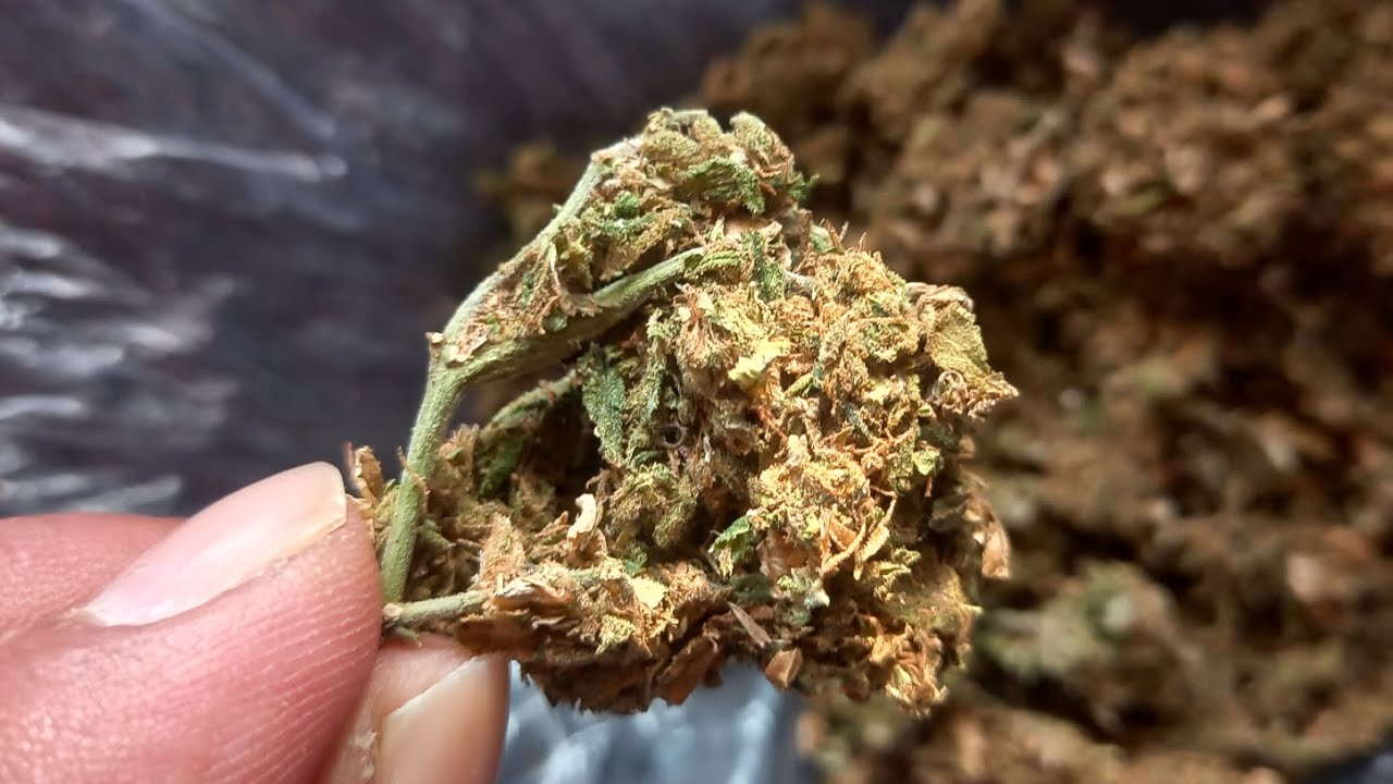 O .G kush Nepalese landrace sativa legalize cannabis Nepal #strains#hunters#555#jay#sambhoo✌️