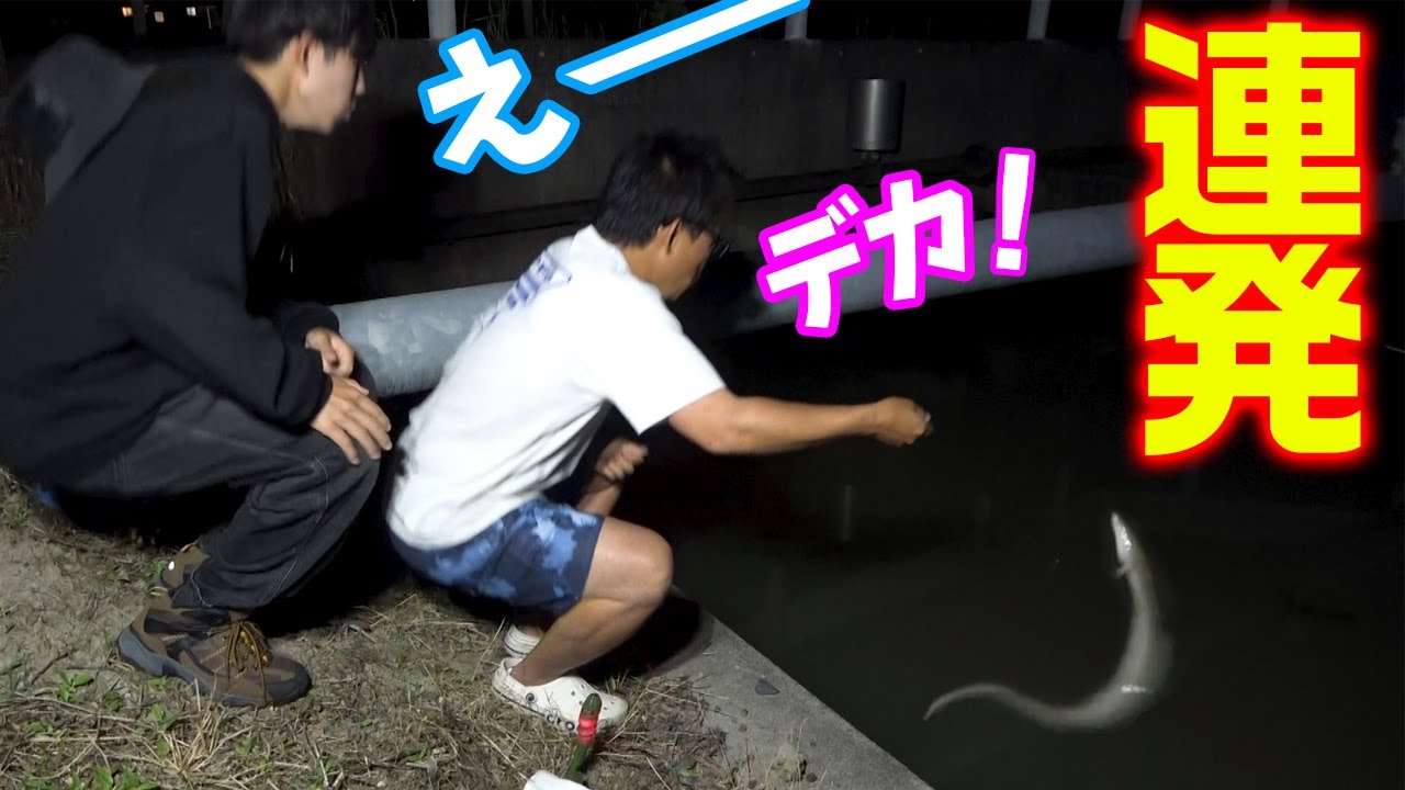 生き餌にしたらウナギが連発した‼