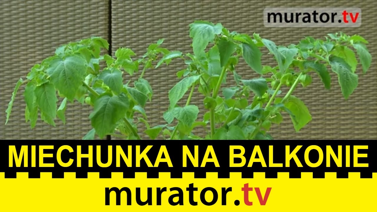 Miechunka peruwiańska na balkonie. Jak ją uprawiać?