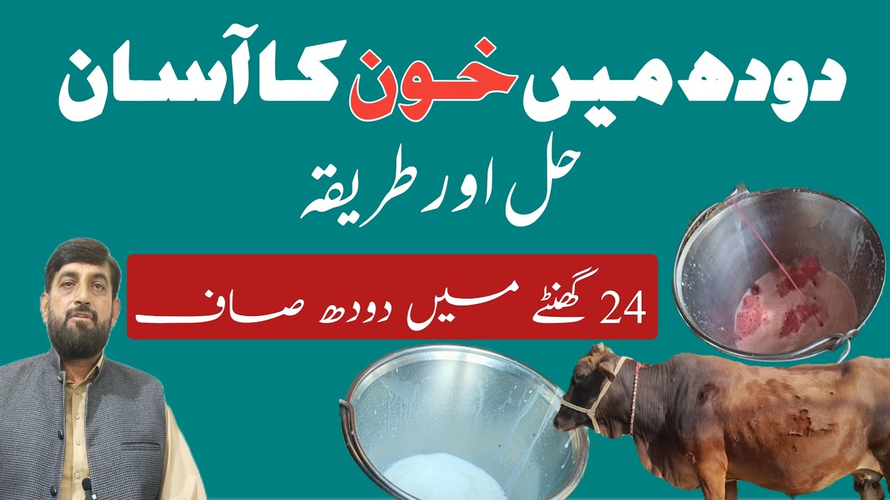 Treat Blood In Milk دودھ میں خون In 24 Hours In Cow Buffalo And Goats