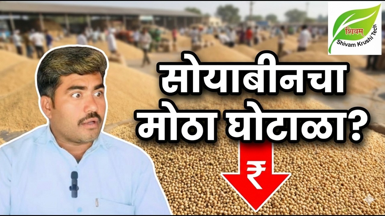 सोयाबीनचे भाव का पडले? अफवांचे की षडयंत्र? | The Soybean Price Scam Explained | soybean rate