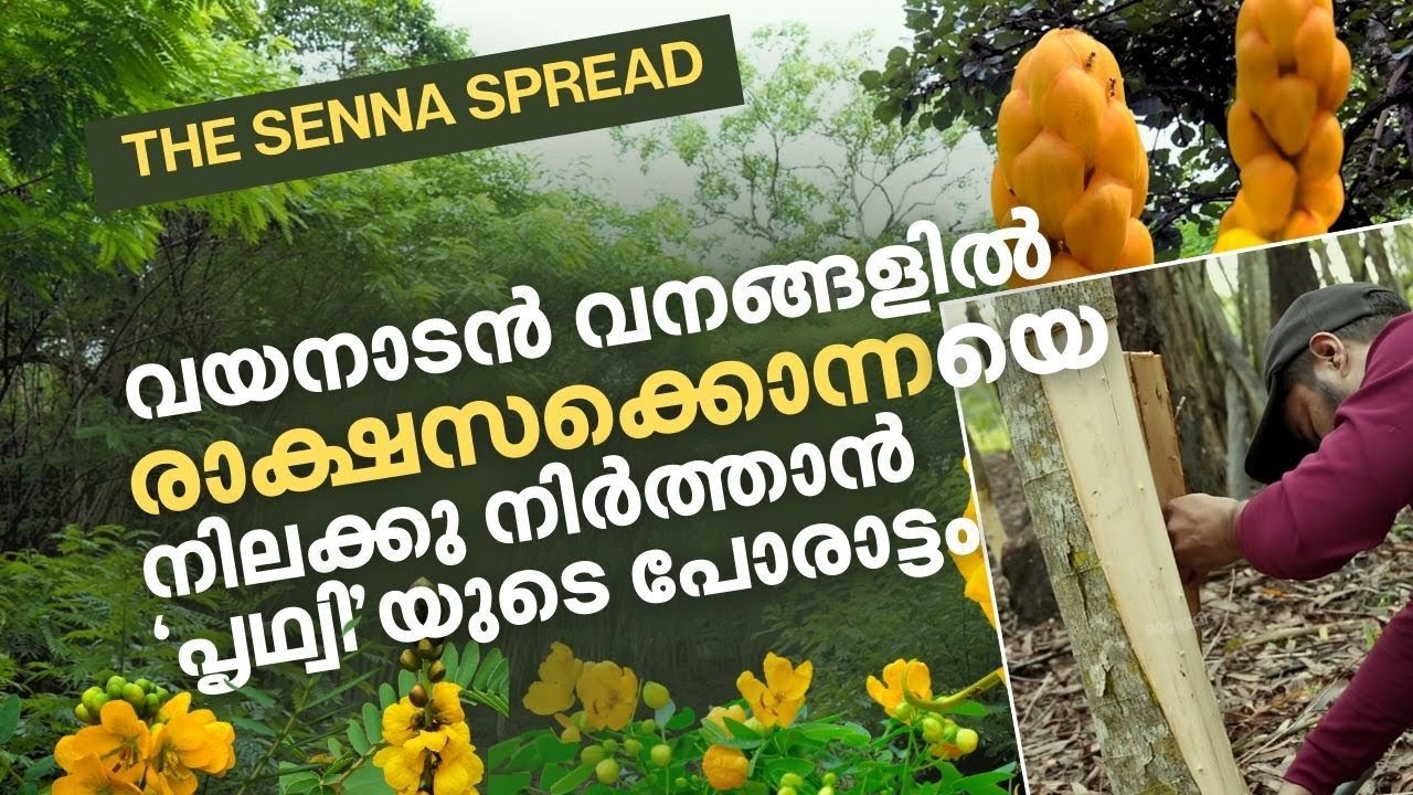Senna Spectabilis | വയനാടന്‍ കാടിന്റെ അന്തകന്‍; രാക്ഷസ സസ്യത്തെ നശിപ്പിക്കാന്‍ പൃഥ്വിയുടെ പോരാട്ടം